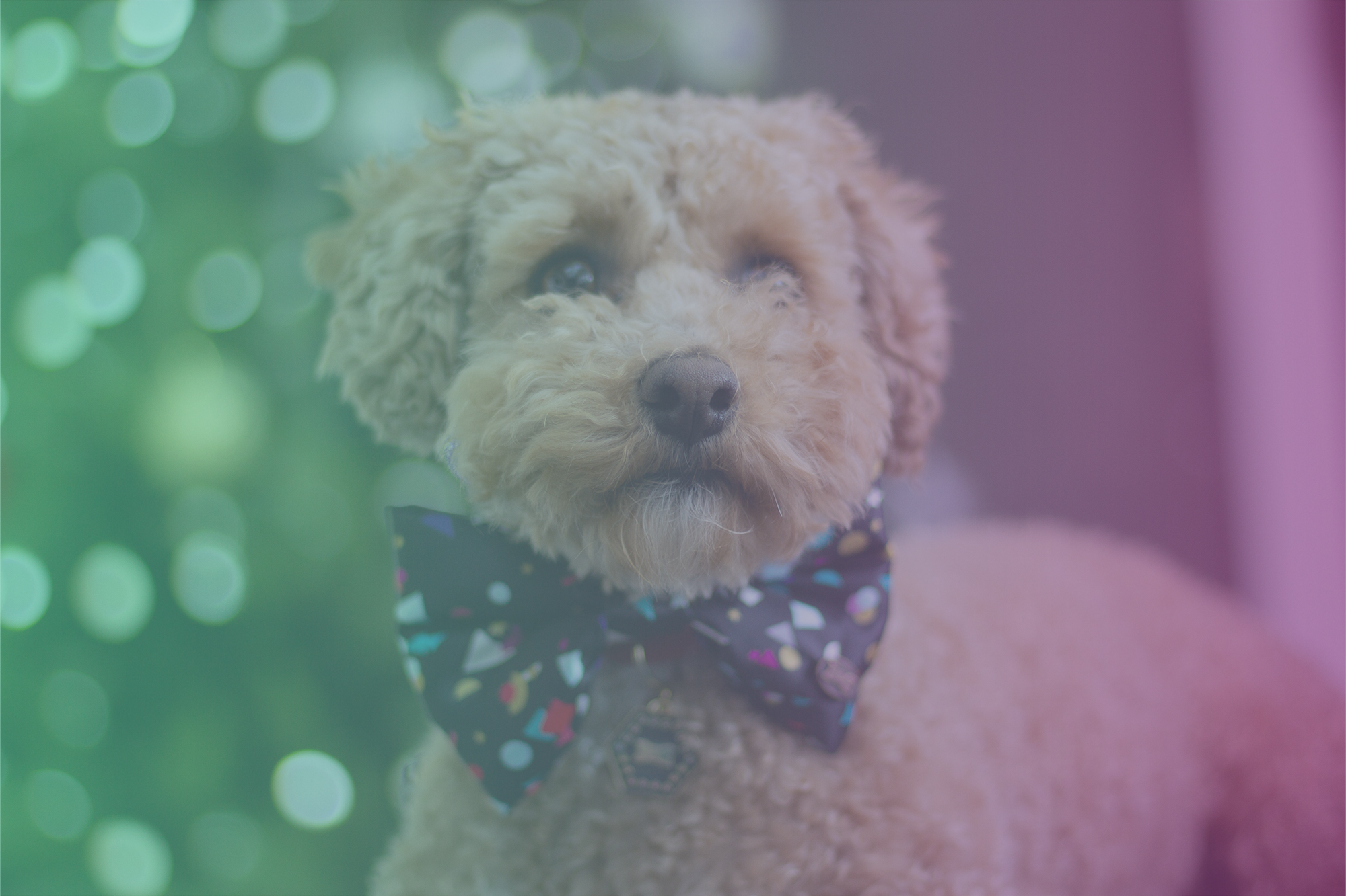 Pet Fashion Instagram Accounts to Follow in 2020