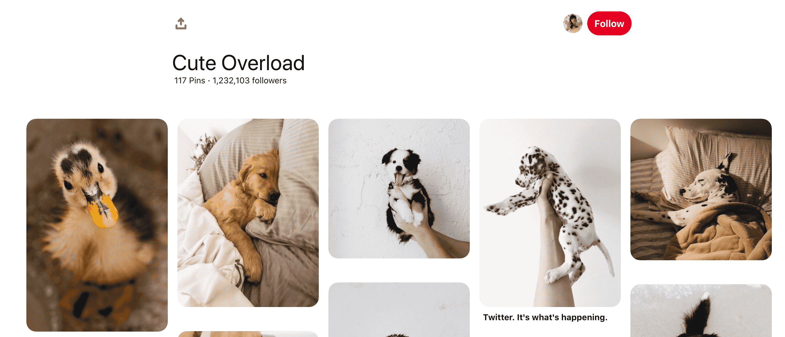 Cute Board
