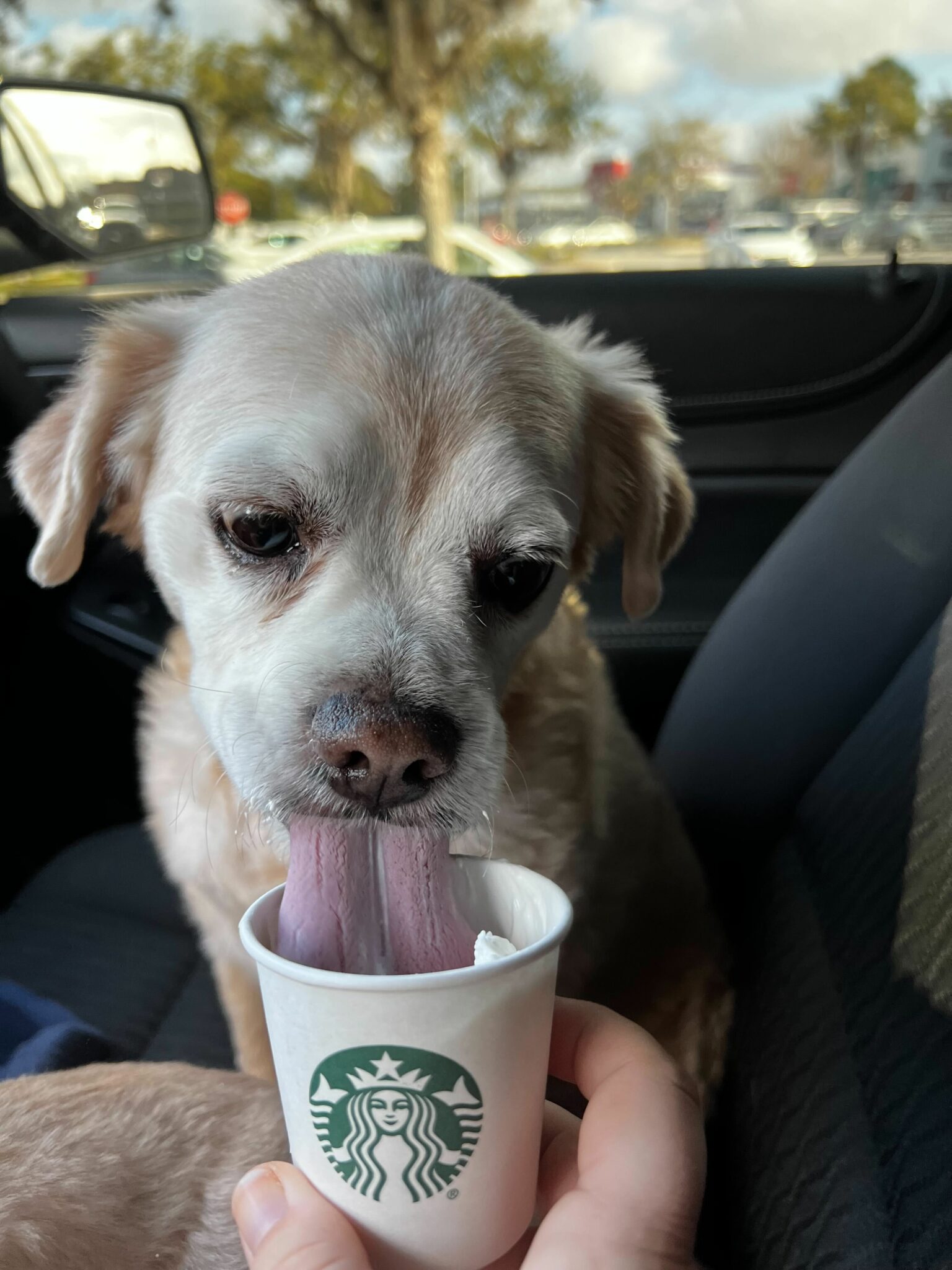 Mikey enjoys a pup cup