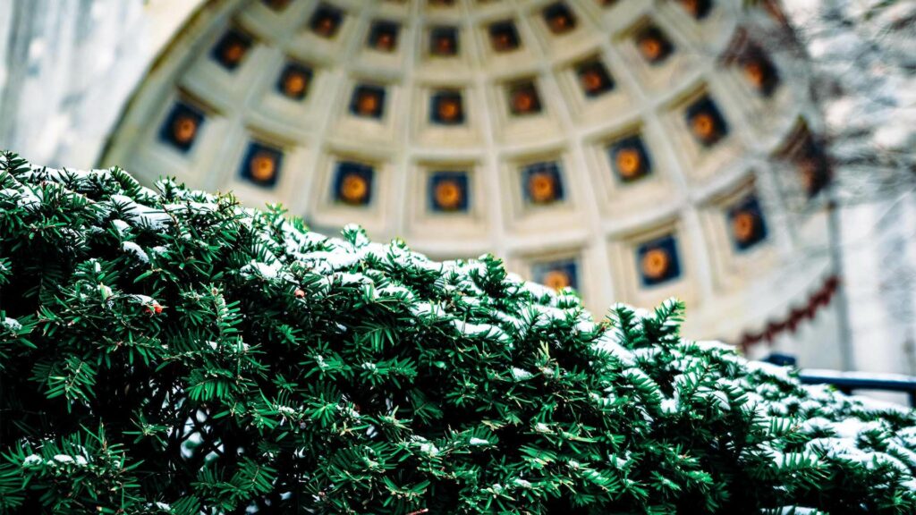 Image of a greenery and the ceiling of a building