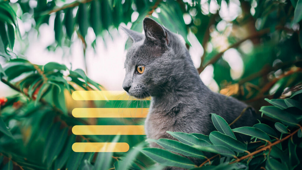 Cat looking out from tree.